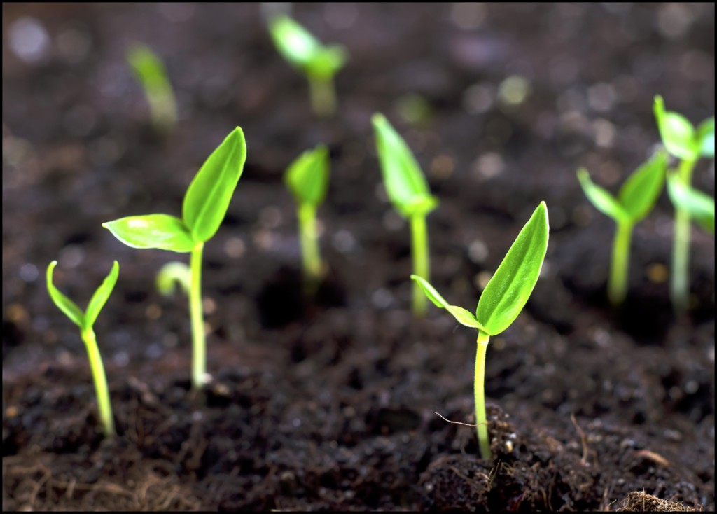 Little-sprouts_-Grow-bean-sprouts-in-your-back-garden